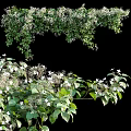 Hanging Green Vines With Small White Flowers And Lush Leaves Growing Beautifully