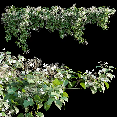 Hanging Green Vines With Small White Flowers And Lush Leaves Growing Beautifully 3d model