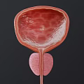 3D Rendered Bladder Anatomical Medical Model for Education and Training Use