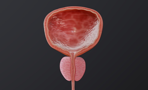 Body Organ Bladder Cross Section 3d model