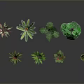Various Indoor Potted Plants With Different Leaf Shapes And Colorful Foliage