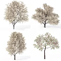 Various Flowering Trees With Pink Blossoms Green Leaves And Diverse Canopies