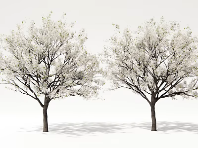 Two Arbor Trees With White Blossoms And Dark Trunks On White Background 3d model