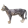 Spotted Striped Cat Standing Side View With Gray White Fur And Green Eyes Looking Left