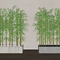 Lush Green Bamboo Plants Growing in Decorative Planters for Indoor Decor