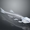 Detailed Fish Skeleton Structure With Complete Bone Remains On Dark Reflective Surface 3d model