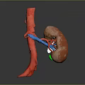 3D Rendered Human Kidney with Connected Blood Vessels Anatomical Structure