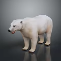Realistic Polar Bear With White Fur Standing On Reflective Gray Surface 3d model