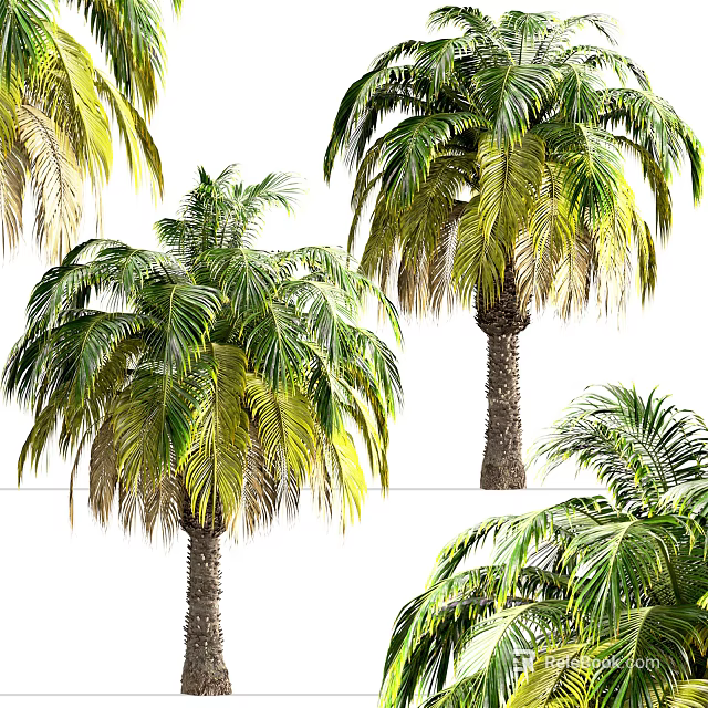 Tropical Palm Trees With Green Yellow Leaves And Natural Trunk Texture In Garden 3d model 