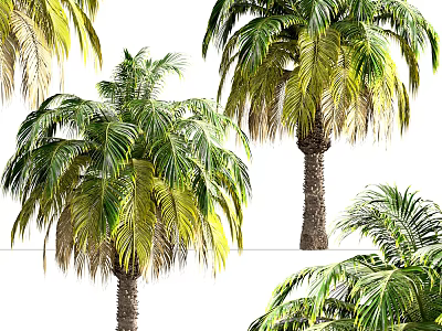 Tropical Palm Trees With Green Yellow Leaves And Natural Trunk Texture In Garden 3d model