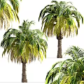 Tropical Palm Trees With Green Yellow Leaves And Natural Trunk Texture In Garden