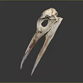 Detailed Bird Skull Organ Structure With Natural Bone Texture And Features