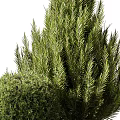 Stacked Spherical Topiary Shrubs And Tall Dense Evergreen Bushes In Garden