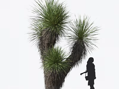 Green Foliage Plant With Thick Trunk And Woman Silhouette Standing Beside 3d model
