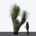 Green Foliage Plant With Thick Trunk And Woman Silhouette Standing Beside