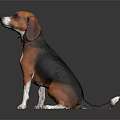 Brown White and Black Beagle Dog Sitting on Smooth Black Surface with Gray Gradient Background
