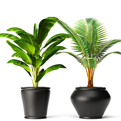 Green Leafy Potted Plants in Black Ceramic Pots Two Different Tropical Varieties with Lush Foliage 3d model