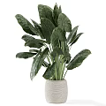 Lush Bonsai Potted Plant with Large Green Leaves in White Woven Textured Pot