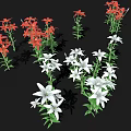 Beautiful Red and White Lilies with Green Stems and Leaves on Black Background