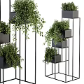 Layered Potted Green Plants In Black Pots On Metal Stands With Various Heights