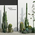Cactus Hometown Potted Plants With Tall Columnar Round Cacti And Greenery