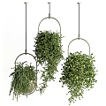 Lush Hanging Basket Plants With Green Trailing Foliage And Metal Frame Design