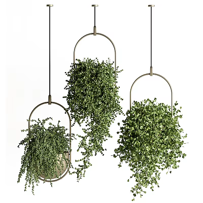 Lush Hanging Basket Plants With Green Trailing Foliage And Metal Frame Design 3d model