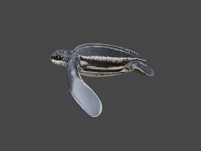 Baby Sea Turtle With Black And White Stripes Swimming Gracefully In Water 3d model