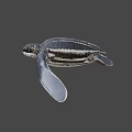 Baby Sea Turtle With Black And White Stripes Swimming Gracefully In Water