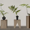 Bonsai Fern Plants on Wooden Stands with Various Designs and Green Fronds