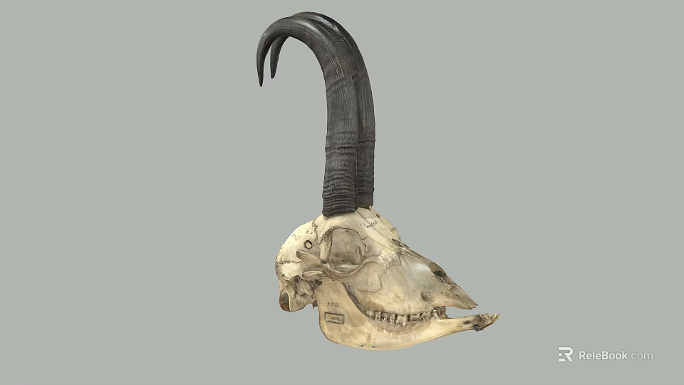 Detailed Goat Skull With Curved Black Horns And Natural Bone Texture 3d model 