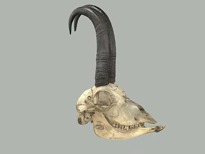 Detailed Goat Skull With Curved Black Horns And Natural Bone Texture 3d model