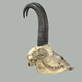 Detailed Goat Skull With Curved Black Horns And Natural Bone Texture
