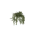 Hanging Basket Plant with Lush Green Trailing Leaves for Indoor Decoration