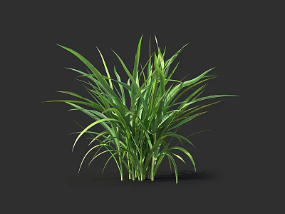 Lush Green Grass With Long Leaves Growing Against Black Background 3d model