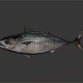 Tuna Fish Showing Shiny Silver Blue Skin Large Eyes Open Mouth on Gray Background