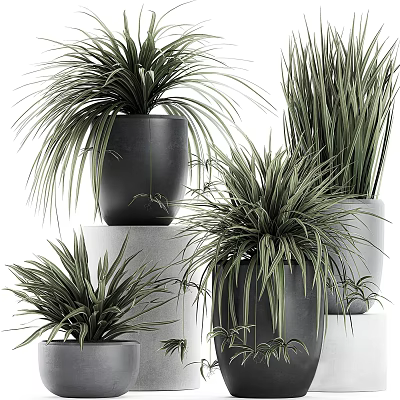 Bonsai Potted Plants Display With Long Green Foliage In Black And Gray Pots 3d model