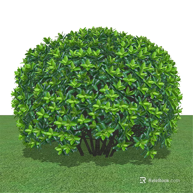 Round Green Shrub With Lush Foliage And Thick Stems On Grass Surface 3d model 