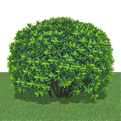 Round Green Shrub With Lush Foliage And Thick Stems On Grass Surface 3d model