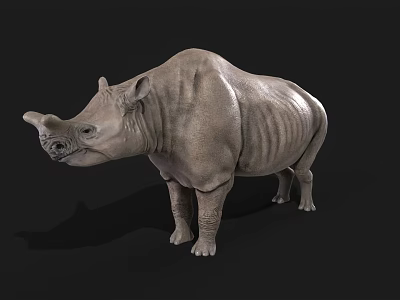Realistic 3D Rhinoceros Model With Gray Skin Standing On Black Background 3d model