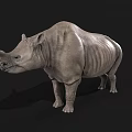 Realistic 3D Rhinoceros Model With Gray Skin Standing On Black Background