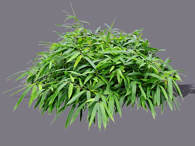 Lush Green Shrub with Dense Foliage and Vibrant Leaves in Garden 3d model