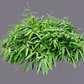 Lush Green Shrub with Dense Foliage and Vibrant Leaves in Garden