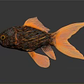Orange And Black Goldfish With Large Flowing Tail Vibrant Scales On Dark Background Showing Reflection