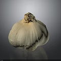 Fresh White Garlic Bulb With Natural Texture On Dark Background And Reflection