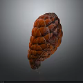 Red Scaly Plant Fruit with Cone Like Shape on Gray Gradient Background and Reflective Surface