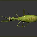 modern mantis sabros winged insect 3d model
