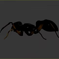 Detailed Black Ant 3D Model With Long Brown Legs On Dark Background