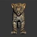 Young Leopard Cub With Spotted Fur Standing On Dark Reflective Surface 3d model