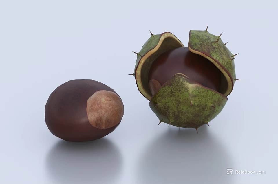 Whole Chestnut And Spiky Husk Split Open Revealing Fresh Kernel 3d model 